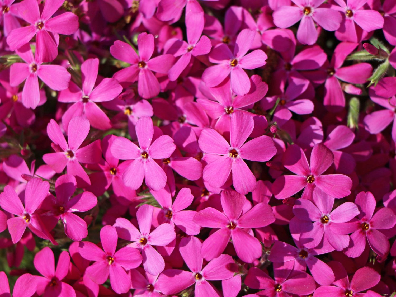 Phlox douglasii 'Crackerjack'